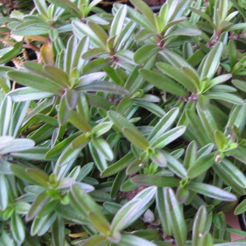 Heide-Nelke Albiflorus - Dianthus deltoides (Laub)