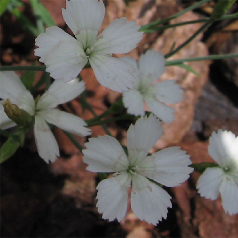 Heide-Nelke Albiflorus - Dianthus deltoides (Blüte)