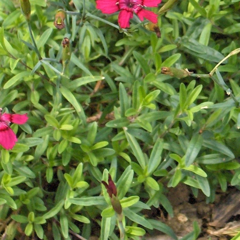 Heide-Nelke Brillant - Dianthus deltoides (Laub)