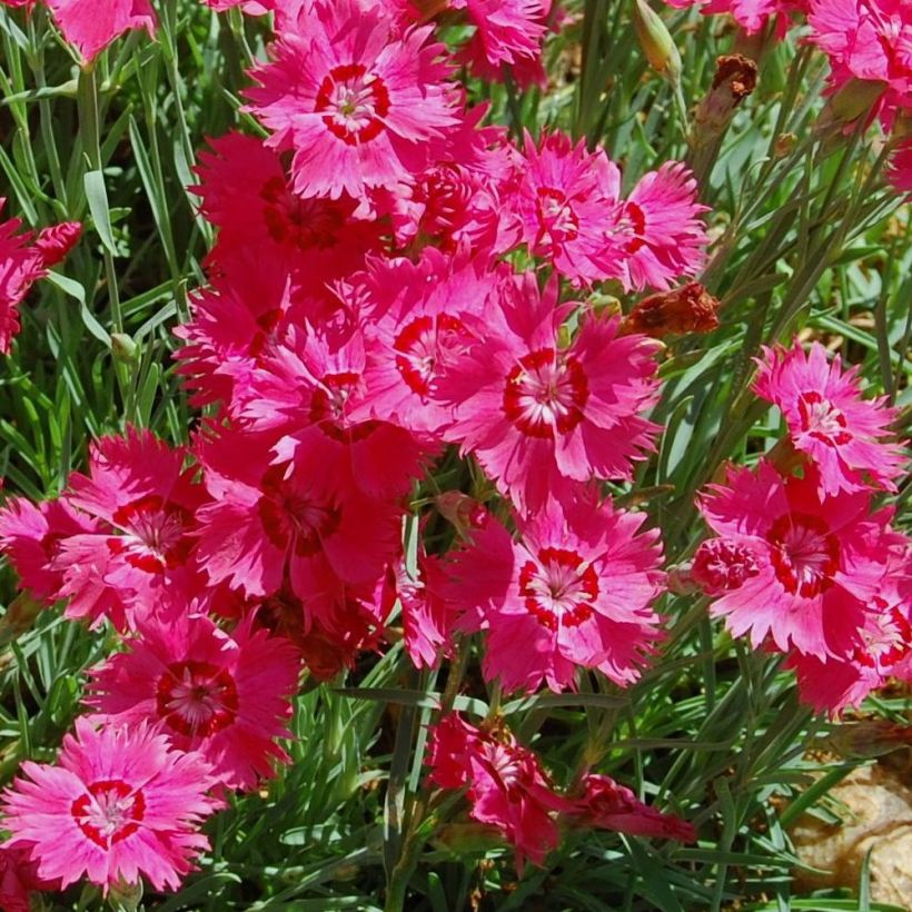 Heide-Nelke Brillant - Dianthus deltoides (Blüte)