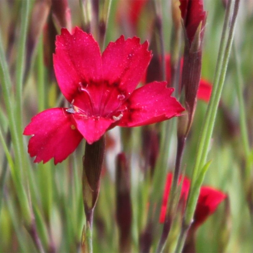 Heide-Nelke Flashing Light - Dianthus deltoides (Blüte)