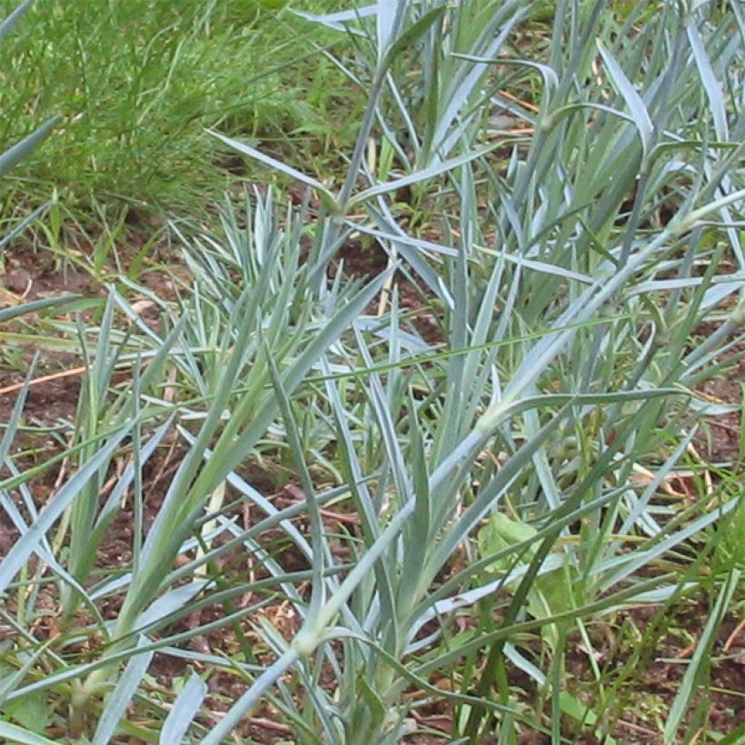 Pfingst-Nelke Badenia - Dianthus gratianopolitanus (Laub)