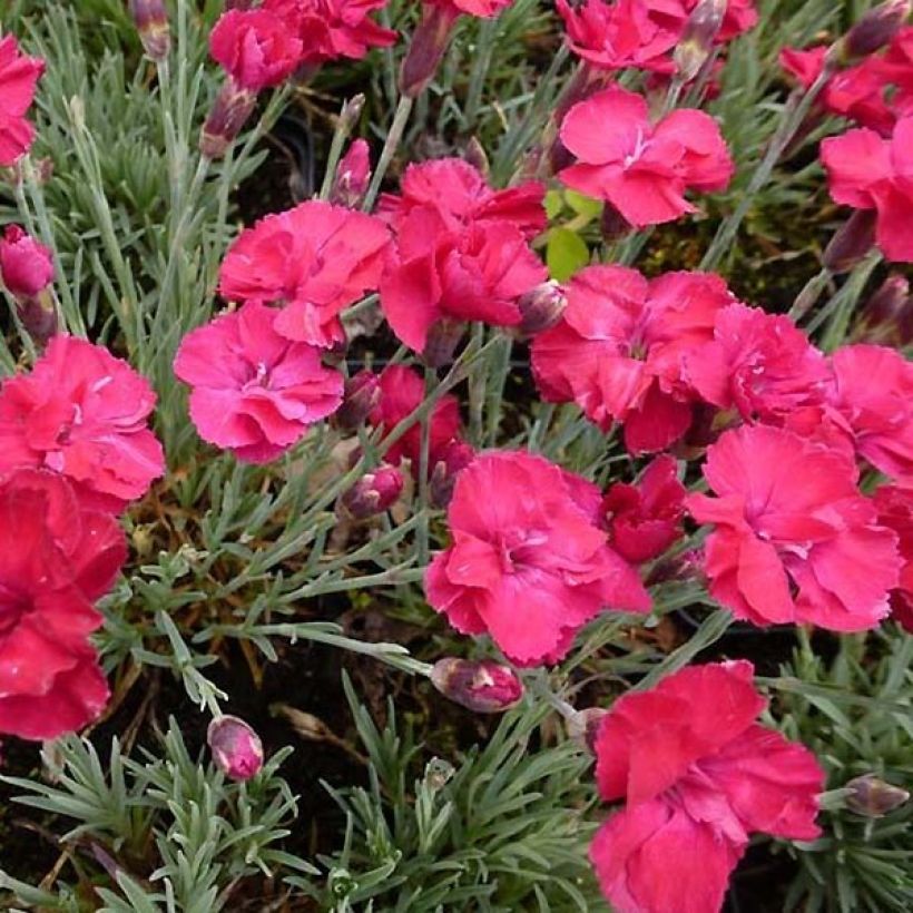 Pfingst-Nelke Bombardier - Dianthus gratianopolitanus (Blüte)