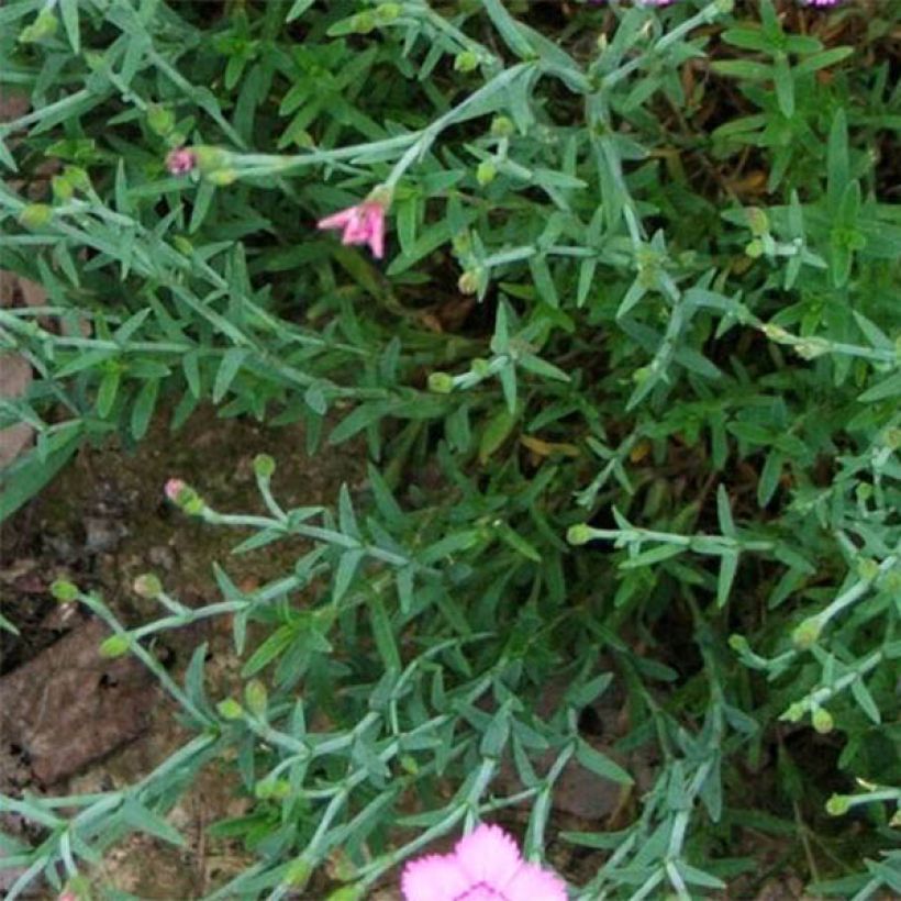 Pfingst-Nelke Eydangeri - Dianthus gratianopolitanus (Laub)