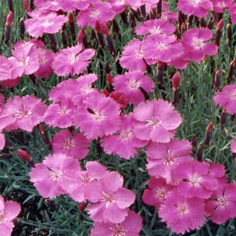 Pfingst-Nelke Eydangeri - Dianthus gratianopolitanus (Blüte)