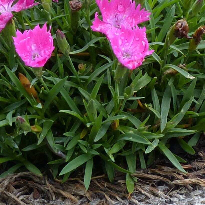 Pfingst-Nelke Kahori - Dianthus gratianopolitanus (Laub)