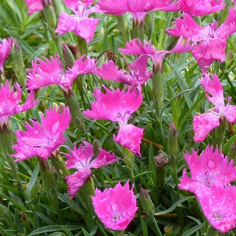 Pfingst-Nelke Kahori - Dianthus gratianopolitanus (Blüte)