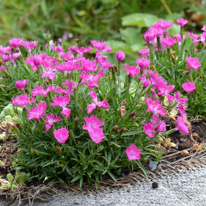 Pfingst-Nelke Kahori - Dianthus gratianopolitanus (Hafen)