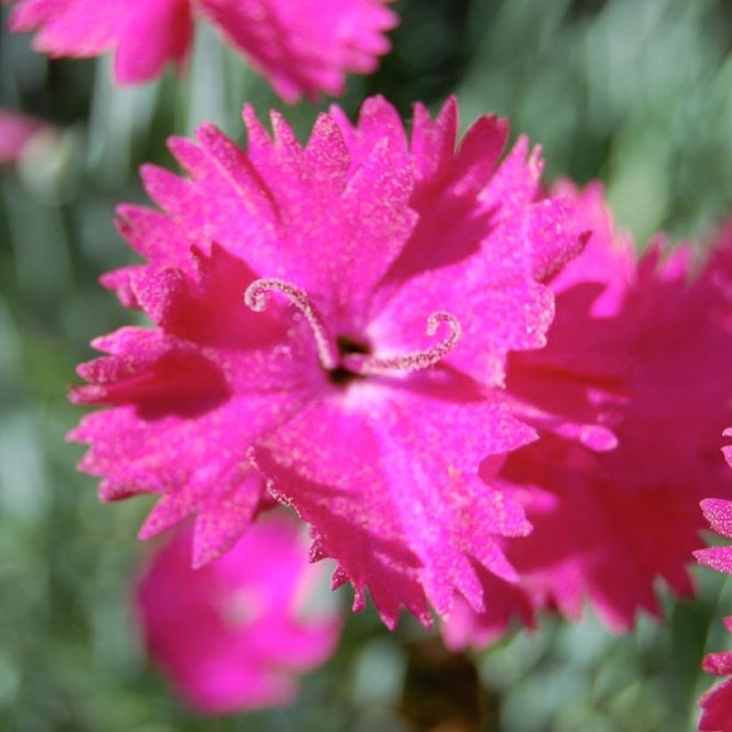 Pfingst-Nelke Splendens - Dianthus gratianopolitanus (Blüte)