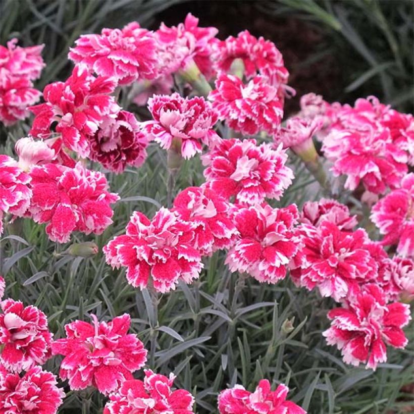 Pfingst-Nelke Whatfield Gem - Dianthus gratianopolitanus (Blüte)