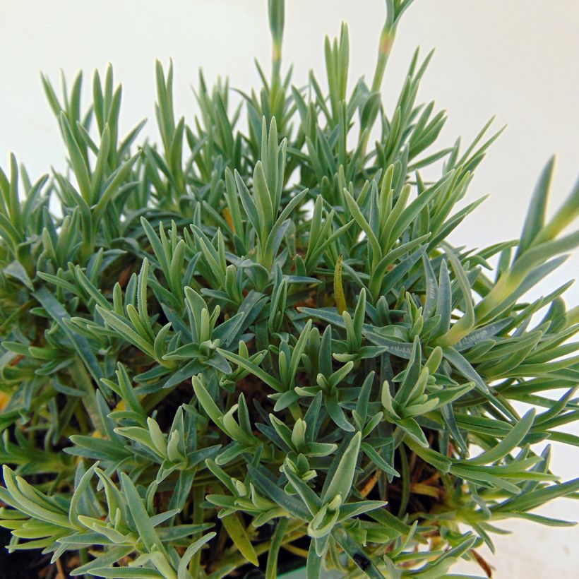 Pfingst-Nelke Whatfield Gem - Dianthus gratianopolitanus (Laub)