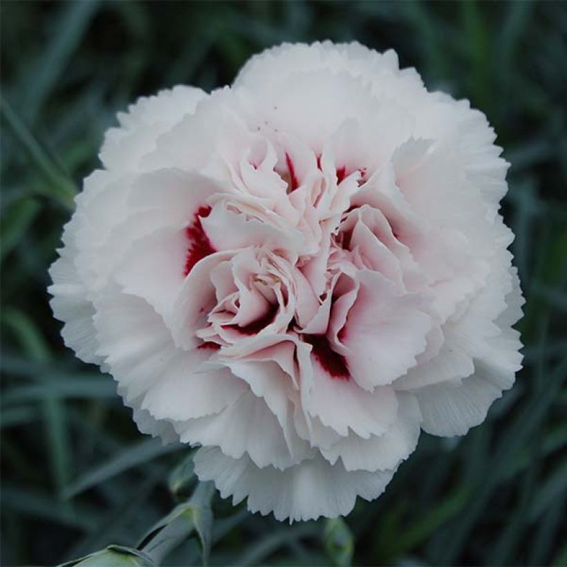 Feder-Nelke Cranmere Pool - Dianthus plumarius (Blüte)