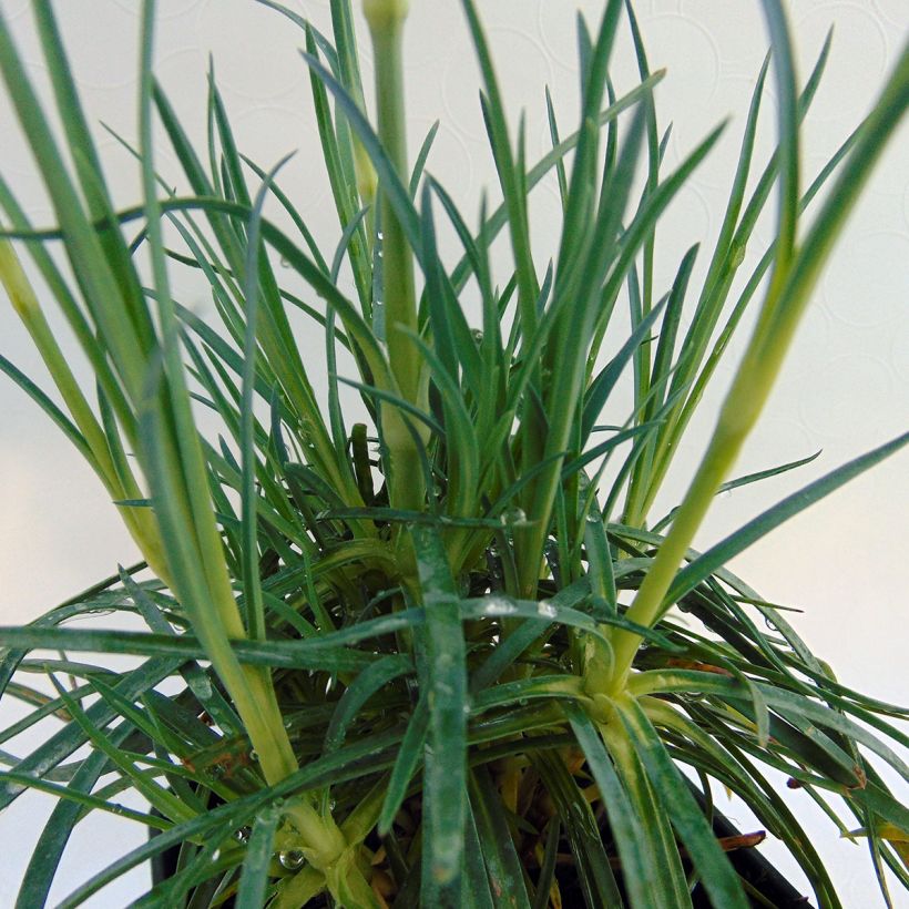 Feder-Nelke Cranmere Pool - Dianthus plumarius (Laub)