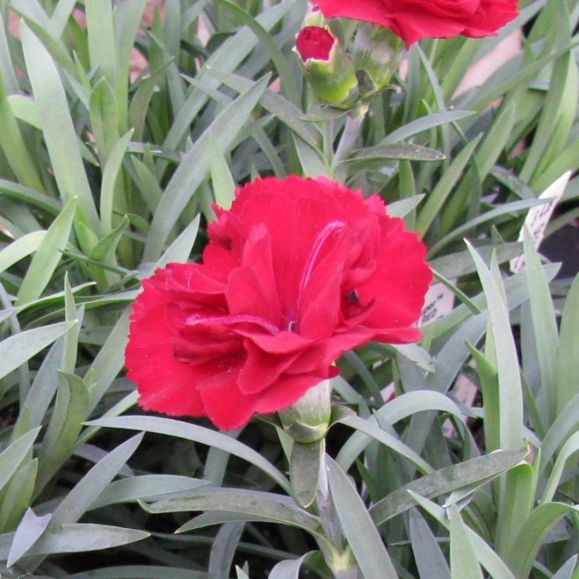 Feder-Nelke Desmond - Dianthus plumarius (Blüte)