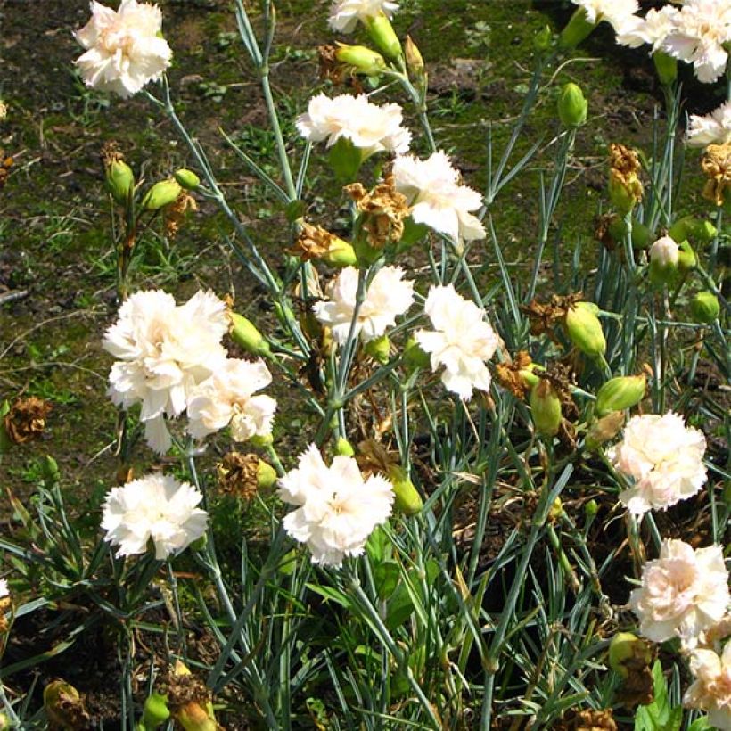 Feder-Nelke Devon Cream - Dianthus plumarius (Blüte)