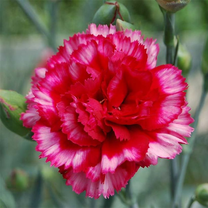 Feder-Nelke Devon Magic - Dianthus plumarius (Blüte)