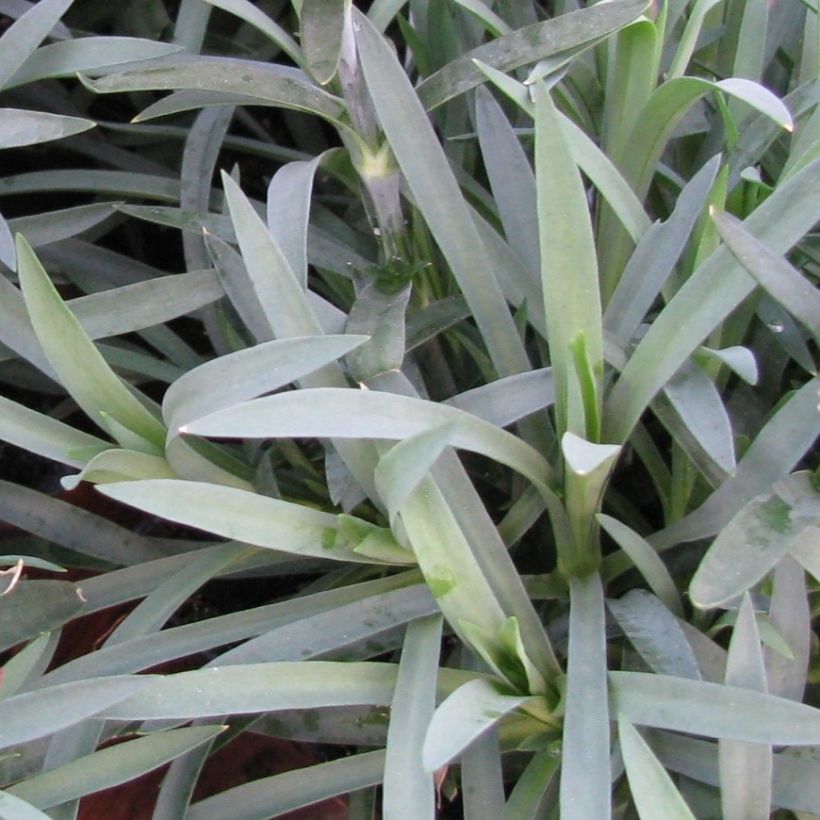 Feder-Nelke Flore Pleno Albus - Dianthus plumarius (Laub)