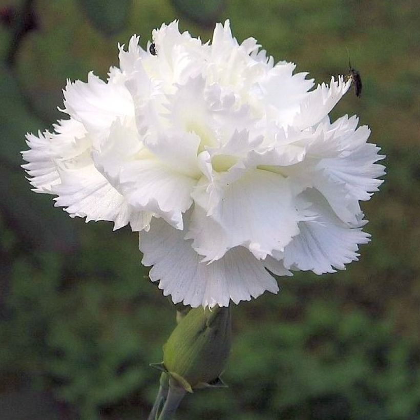 Feder-Nelke Flore Pleno Albus - Dianthus plumarius (Blüte)