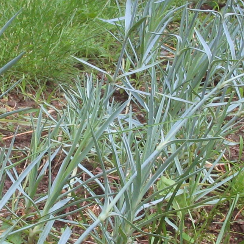 Feder-Nelke Haytor White - Dianthus plumarius (Laub)