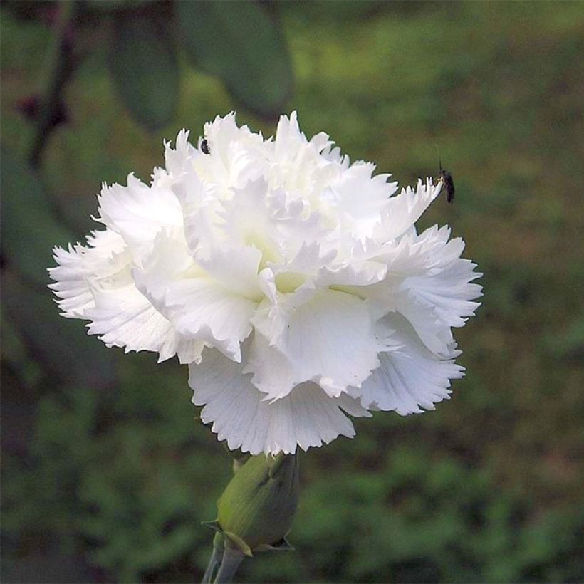 Feder-Nelke Haytor White - Dianthus plumarius (Blüte)