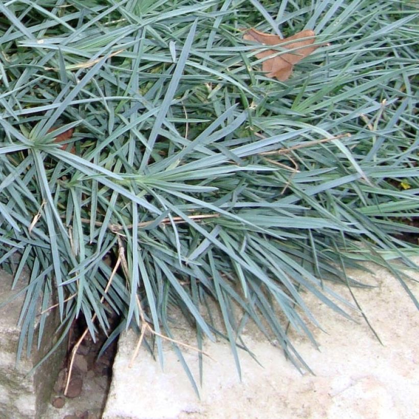 Feder-Nelke Heidi - Dianthus plumarius (Laub)