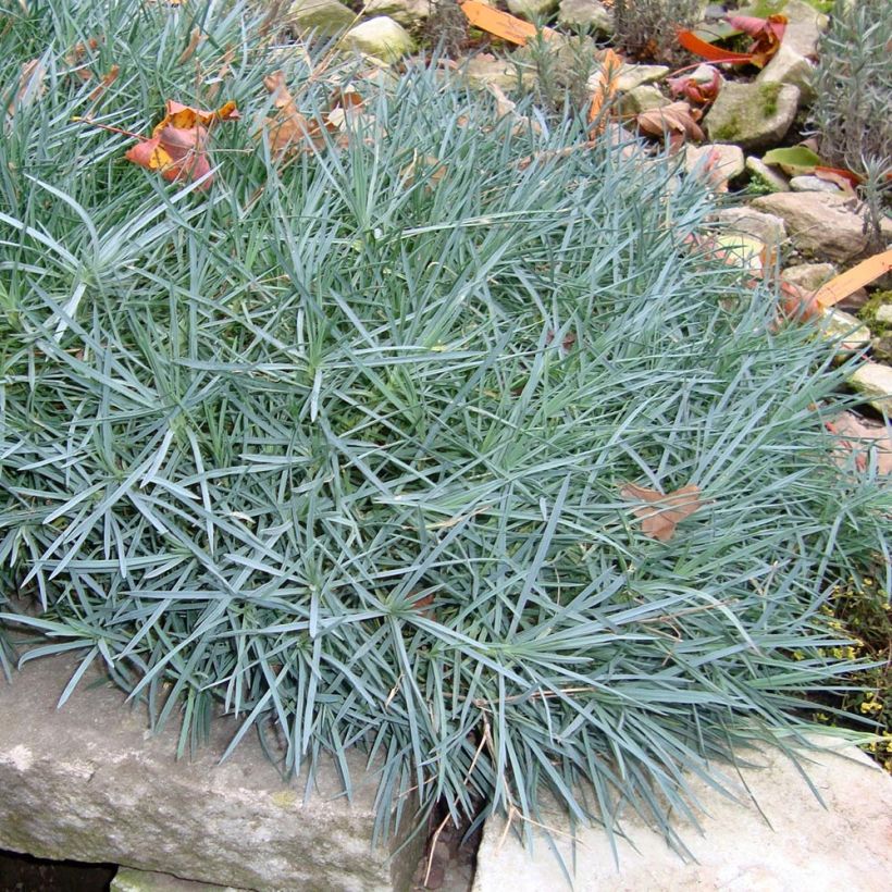 Feder-Nelke Heidi - Dianthus plumarius (Hafen)