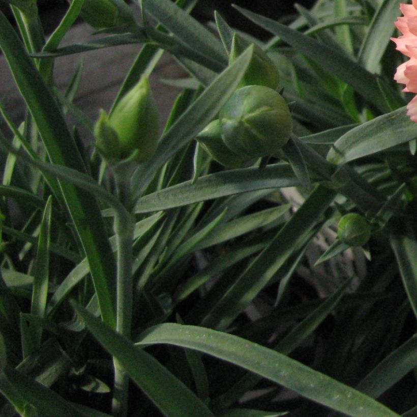 Feder-Nelke Helen - Dianthus plumarius (Laub)