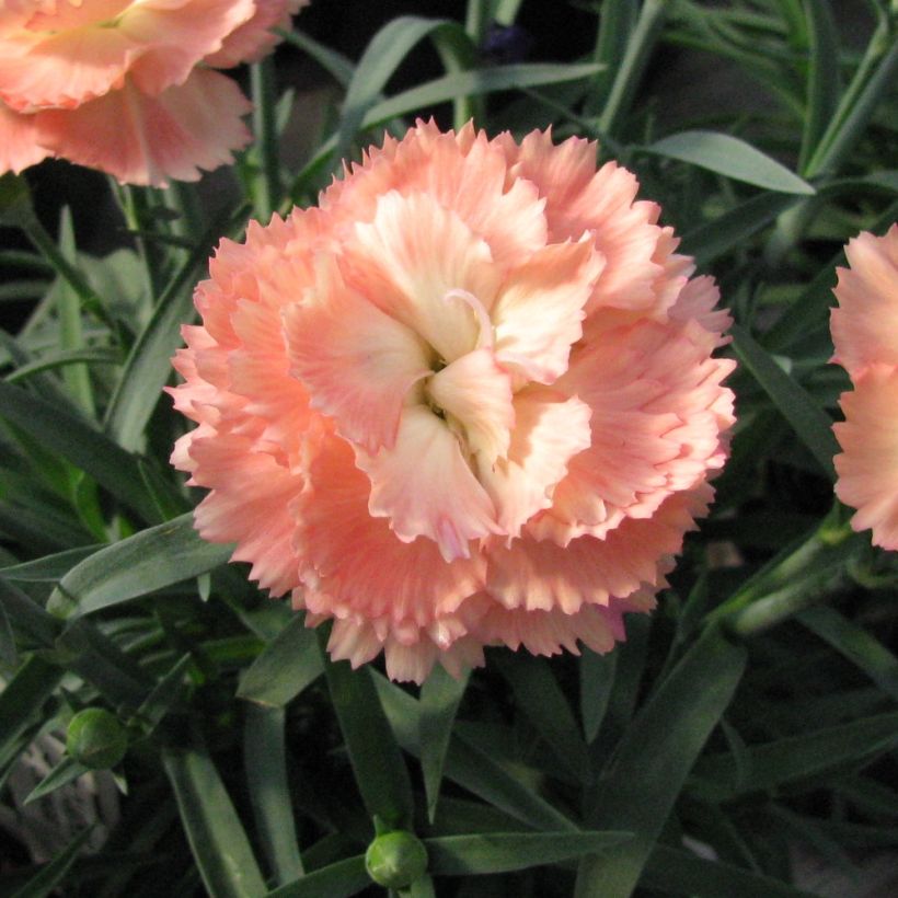 Feder-Nelke Helen - Dianthus plumarius (Blüte)