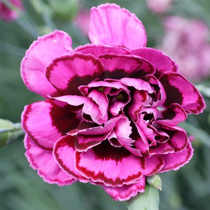 Feder-Nelke Laced Monarch - Dianthus plumarius (Blüte)