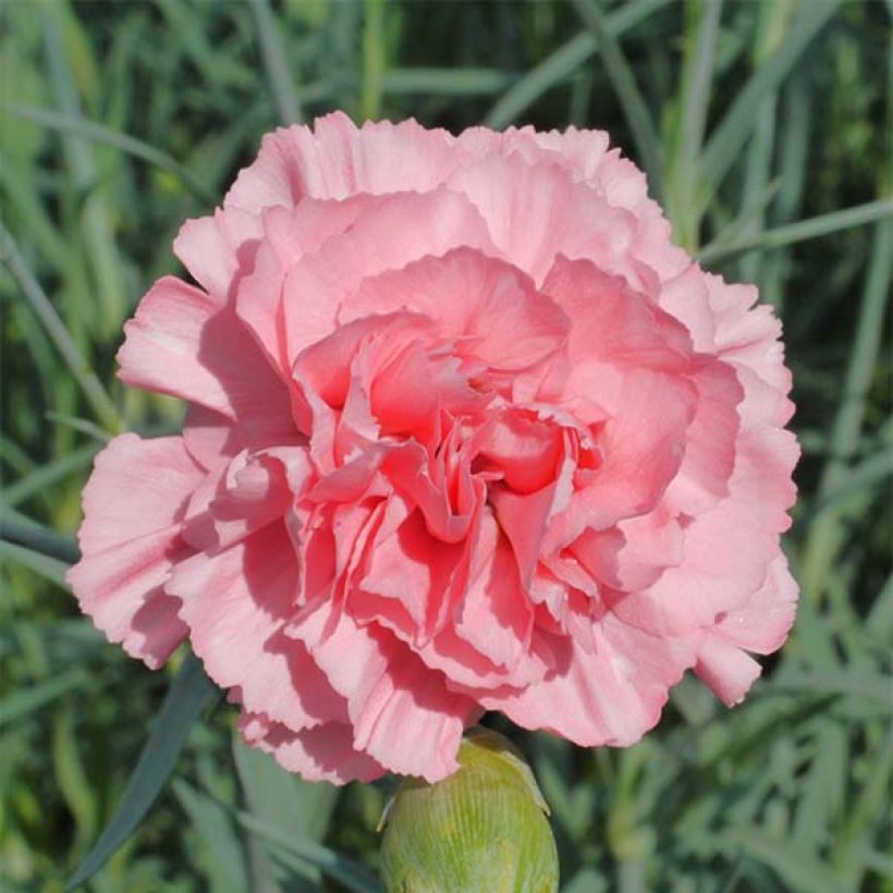 Feder-Nelke Letitia Wyatt - Dianthus plumarius (Blüte)