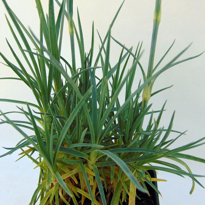 Feder-Nelke Letitia Wyatt - Dianthus plumarius (Laub)