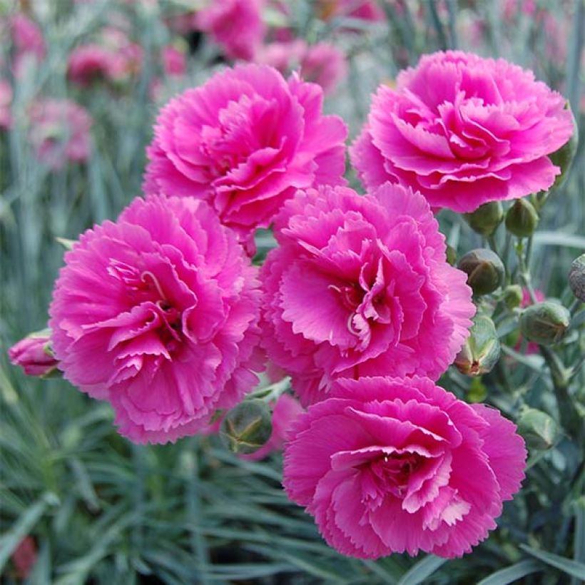 Feder-Nelke Lily the Pink - Dianthus plumarius (Blüte)