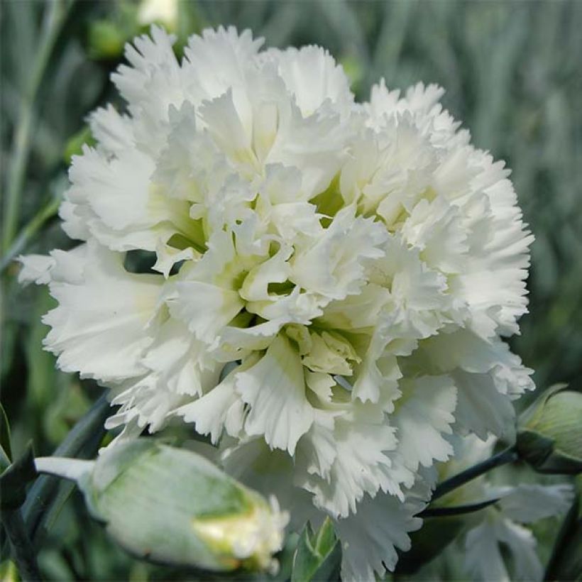 Feder-Nelke Mrs Sinkins - Dianthus plumarius (Blüte)