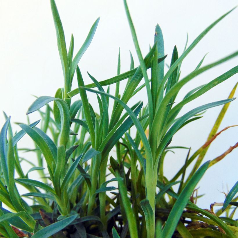 Feder-Nelke Mrs Sinkins - Dianthus plumarius (Laub)