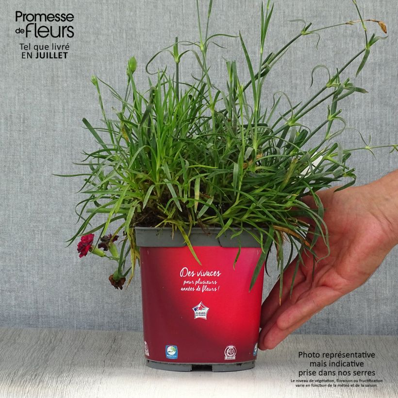 Exemplar von Feder-Nelke Passion Hot Red - Dianthus plumarius wie im Sommer geliefert