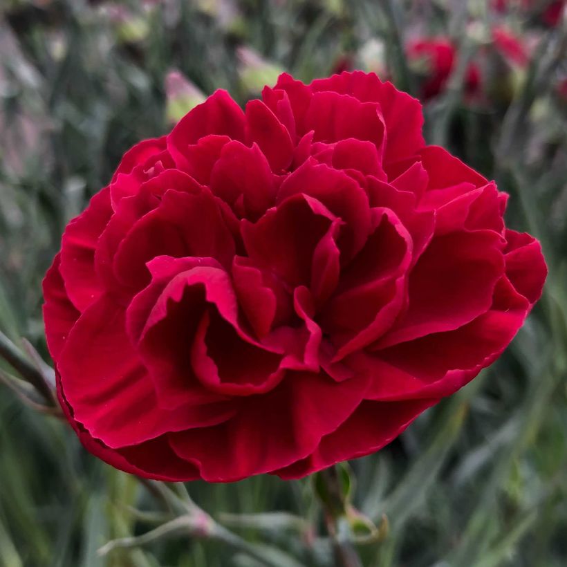 Feder-Nelke Passion Hot Red - Dianthus plumarius (Blüte)