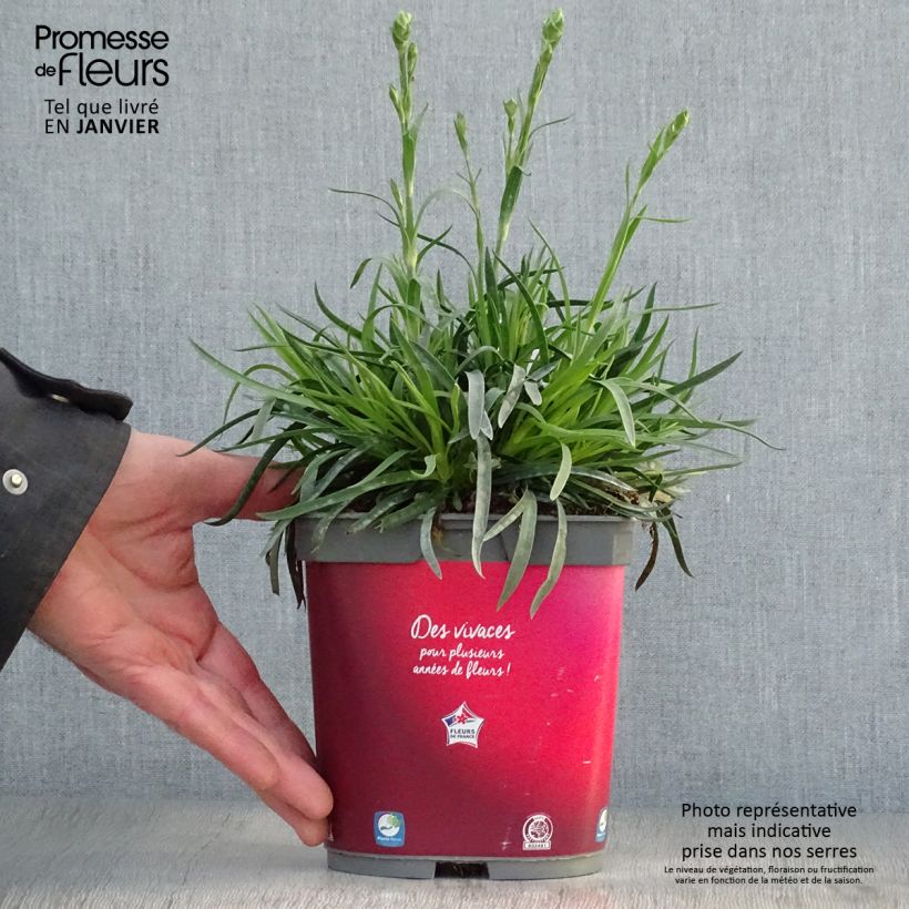 Exemplar von Dianthus plumarius Passion Hot Red - Œillet mignardise en pot de 2/3 litres wie im Winter geliefert