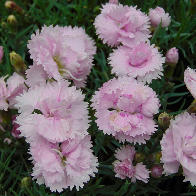 Feder-Nelke Pike s Pink - Dianthus plumarius (Blüte)