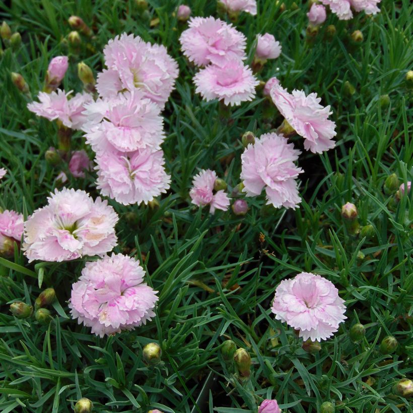 Feder-Nelke Pike s Pink - Dianthus plumarius (Hafen)