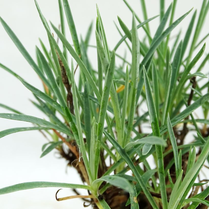 Feder-Nelke Scent First Coconut Sundae - Dianthus plumarius (Laub)