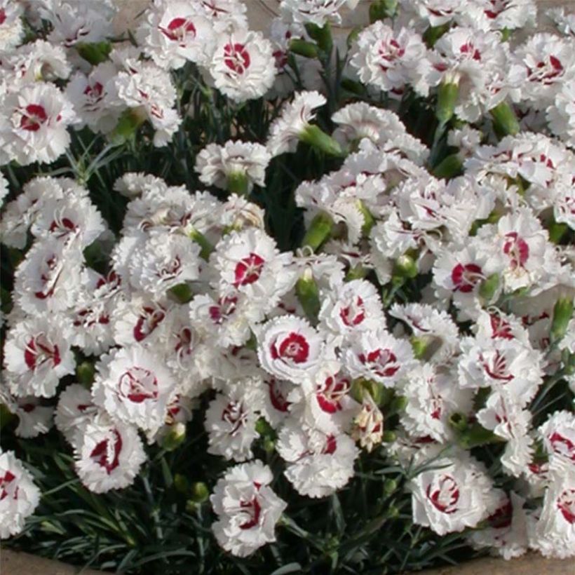 Feder-Nelke Scent First Coconut Sundae - Dianthus plumarius (Blüte)