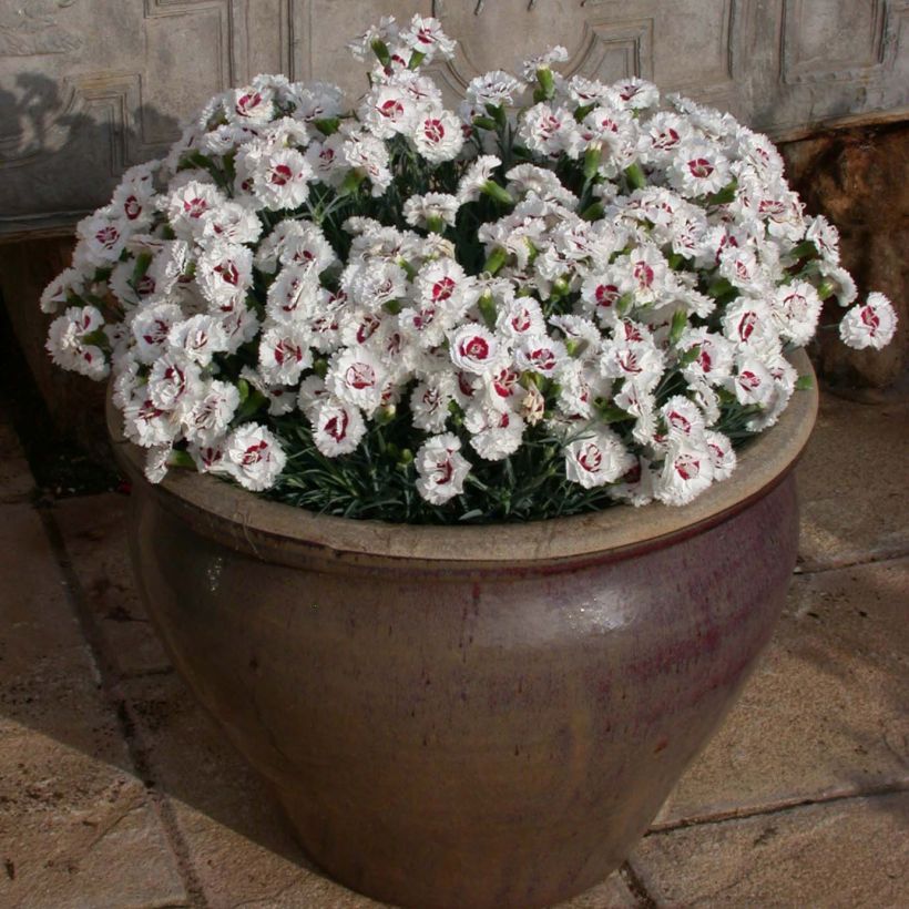 Feder-Nelke Scent First Coconut Sundae - Dianthus plumarius (Hafen)