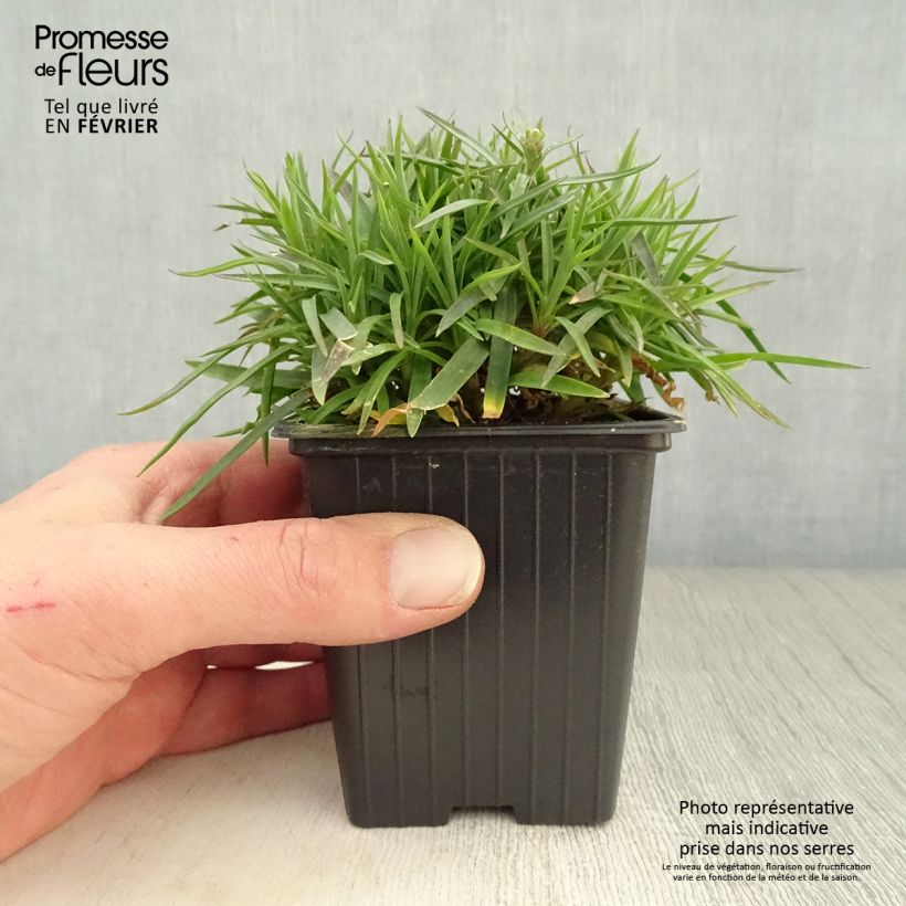 Exemplar von Dianthus plumarius Scent First Coconut Sundae - Oeillet mignardise Godet de 8 cm wie im Winter geliefert