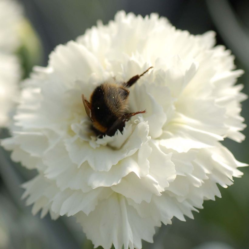 Feder-Nelke Scent First Memories - Dianthus plumarius (Blüte)