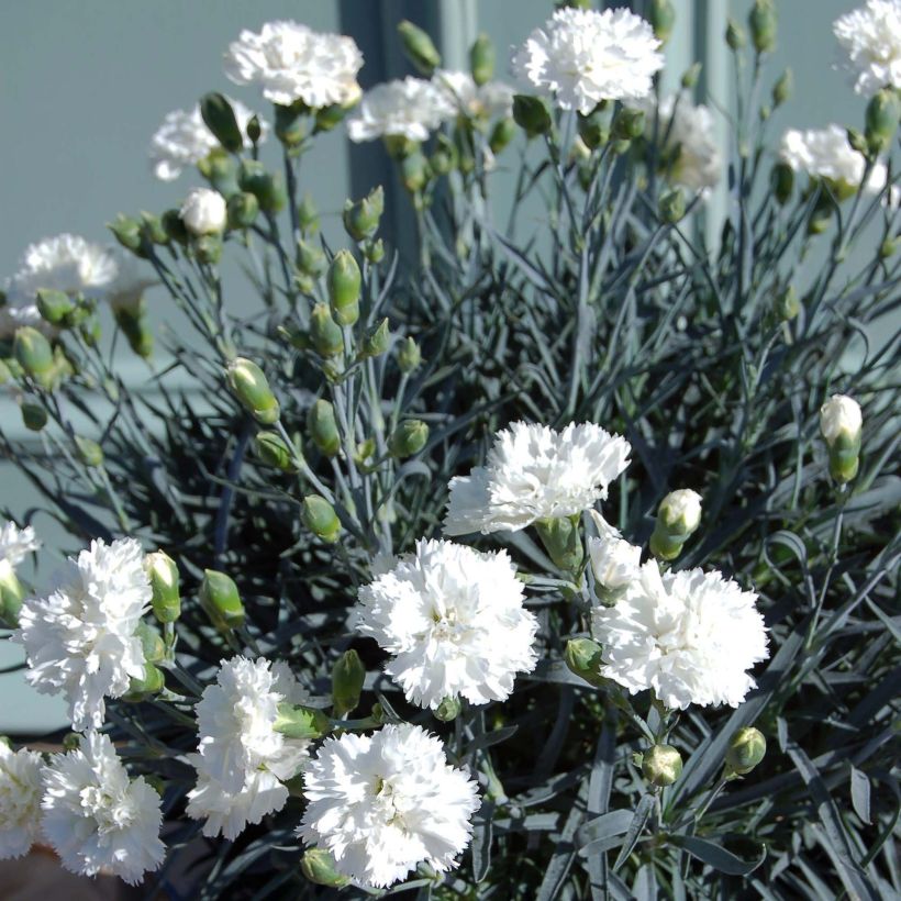 Feder-Nelke Scent First Memories - Dianthus plumarius (Hafen)