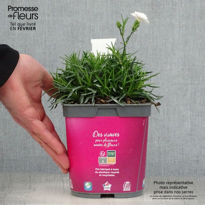 Exemplar von Dianthus plumarius Scent First Raspberry Sundae - Oeillet mignardise en pot de 2 litres wie im Winter geliefert