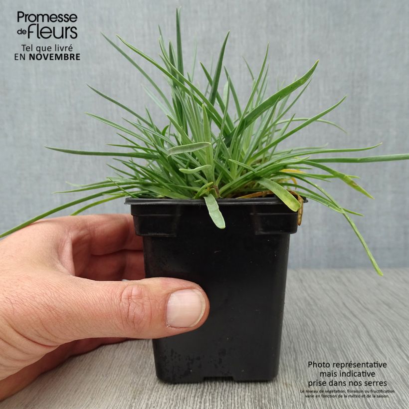 Exemplar von Dianthus plumarius Scent First Romance - Oeillet mignardise en godet de 9 cm wie im Herbst geliefert