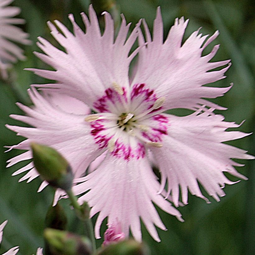 Spitzblättrige Nelke - Dianthus spiculifolius (Blüte)