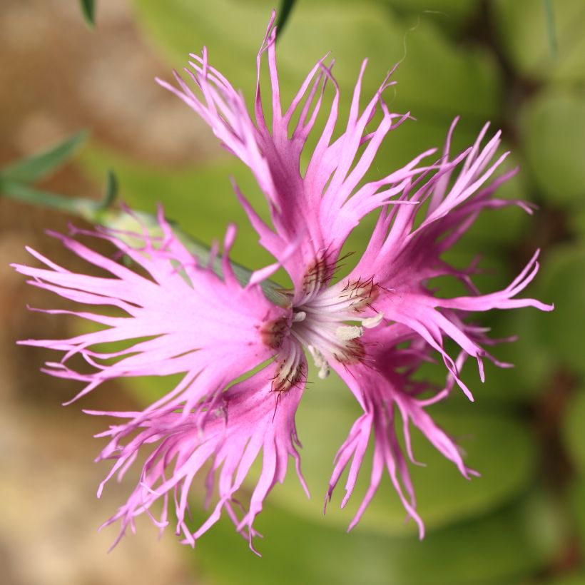 Pracht-Nelke Primadonna - Dianthus superbus (Blüte)