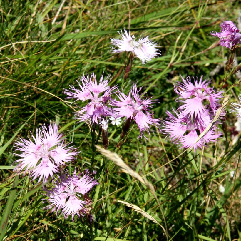 Pracht-Nelke Primadonna - Dianthus superbus (Hafen)